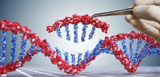 DNA חלבון ומה שביניהם, חטיבה עליונה