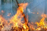 שריפות יער באמזונס - קיץ 2019