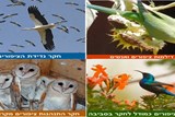 תוכנית חקר ציפורים וסביבה