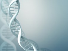 מ-DNA לחלבון פעיל