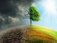 השינוי באקלים, הצמחיה ומחזור הפחמן