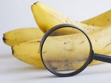 תרבית רקמה - סרטון המדגים את תהליך הריבוי של בננה מתאי גזע
