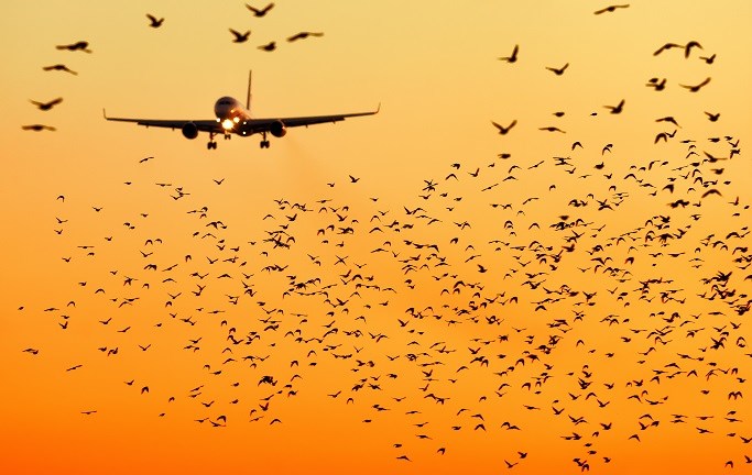 איך מבריחים ציפורים ממסלול מטוסים?